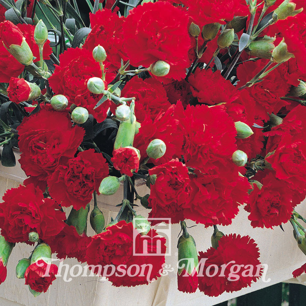 Dianthus Trailing Carnations Mixed 