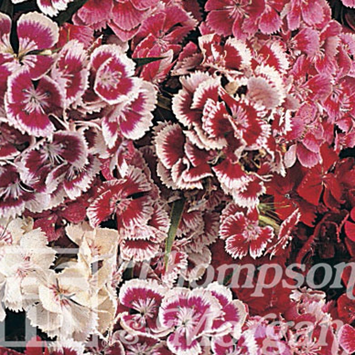 Graines de Dianthus  Indian Carpet Mixed  - Oeillet de poète à fleurs simples en mélange