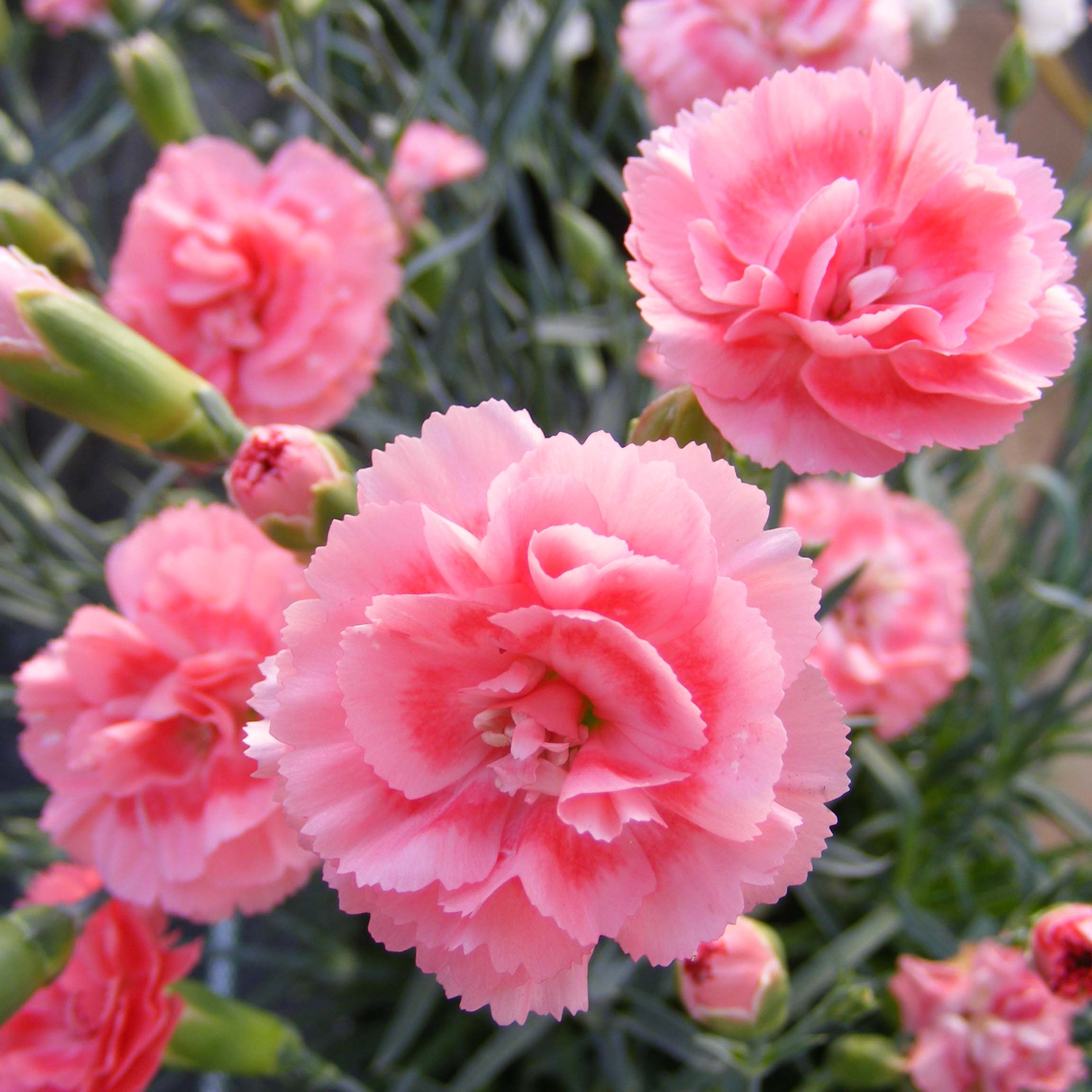 Dianthus (Plum. Gr.) Scent First® Romance - Oeillet mignardise.