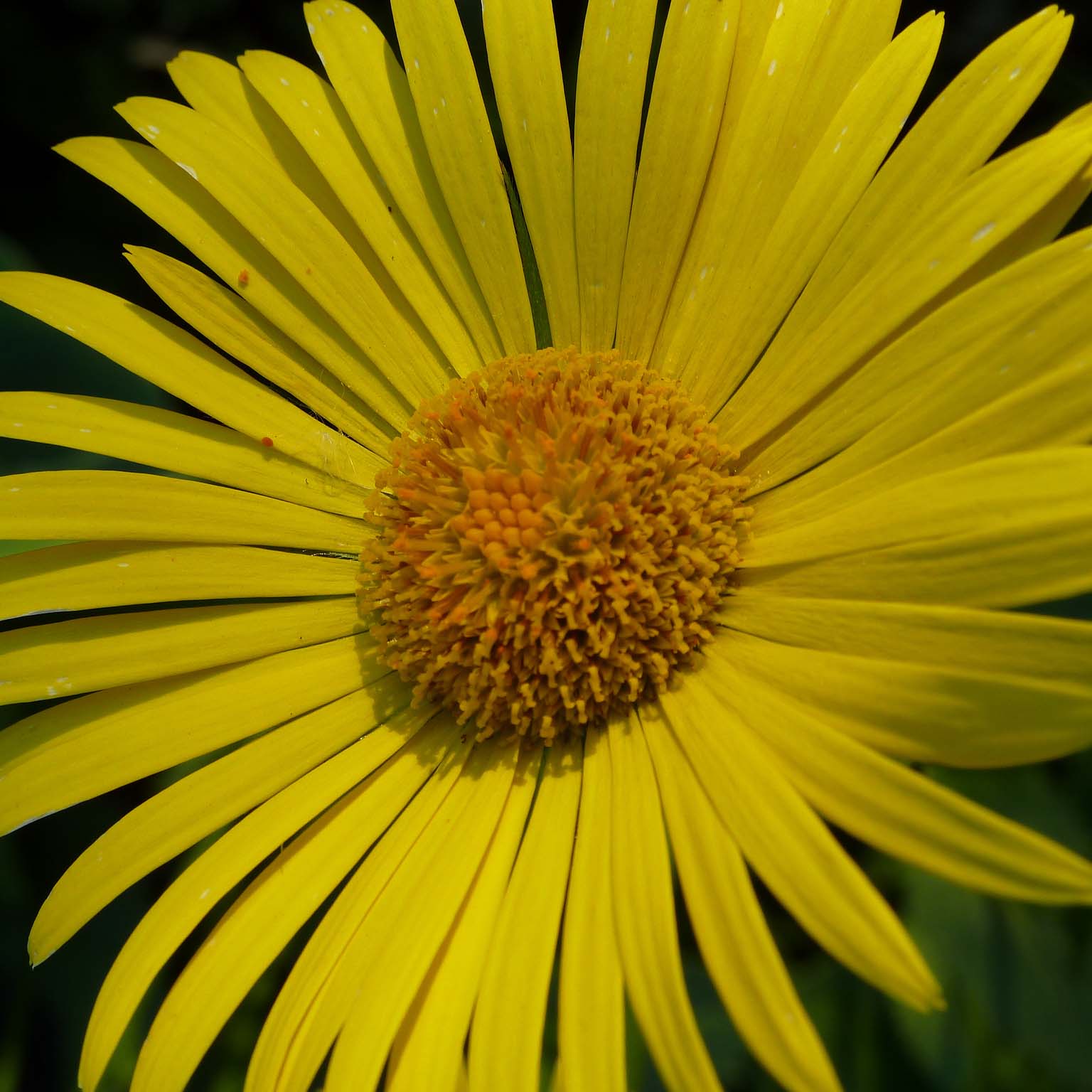 Doronicum plantagineum Excelsium - Doronic jaune