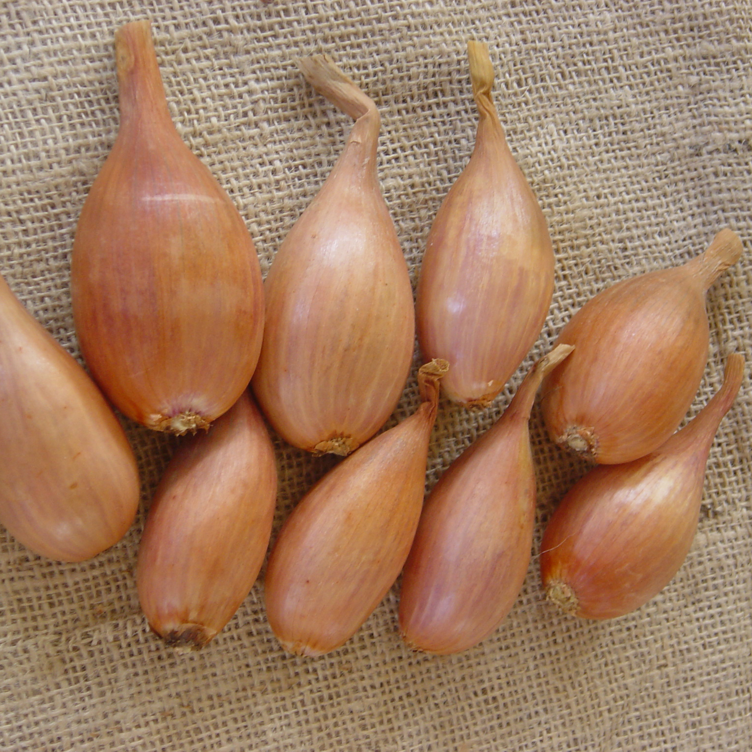 Echalote Jermor - Allium cepa - sac de 500gr