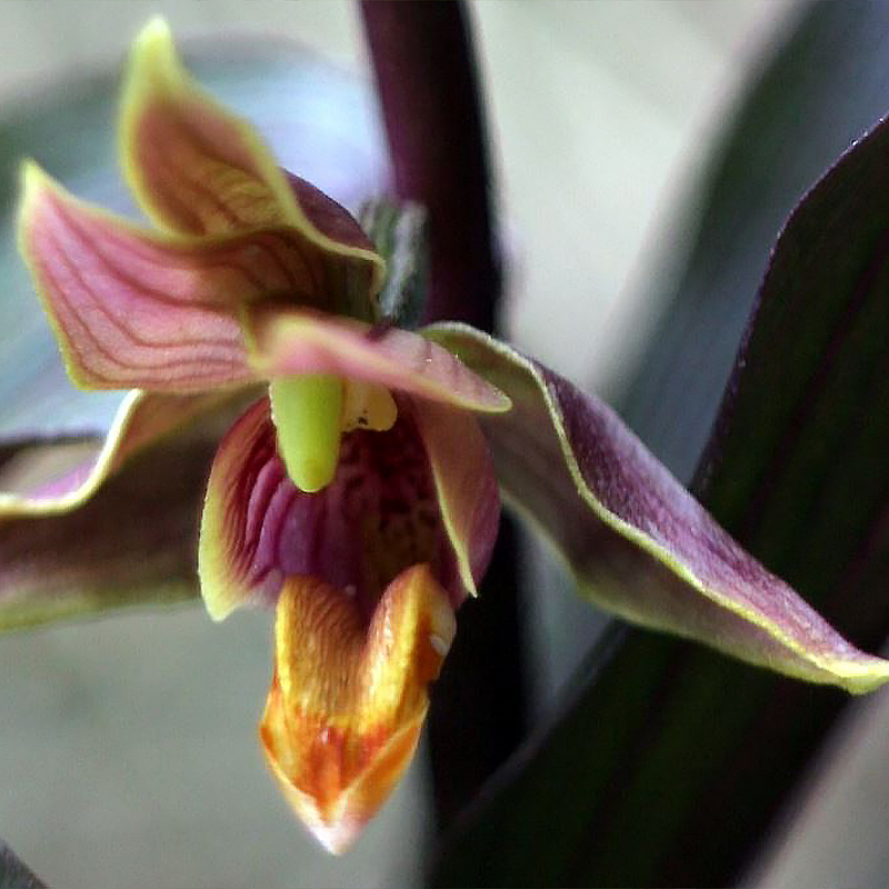 Epipactis gigantea Night Serpentine - Orchidée de jardin 