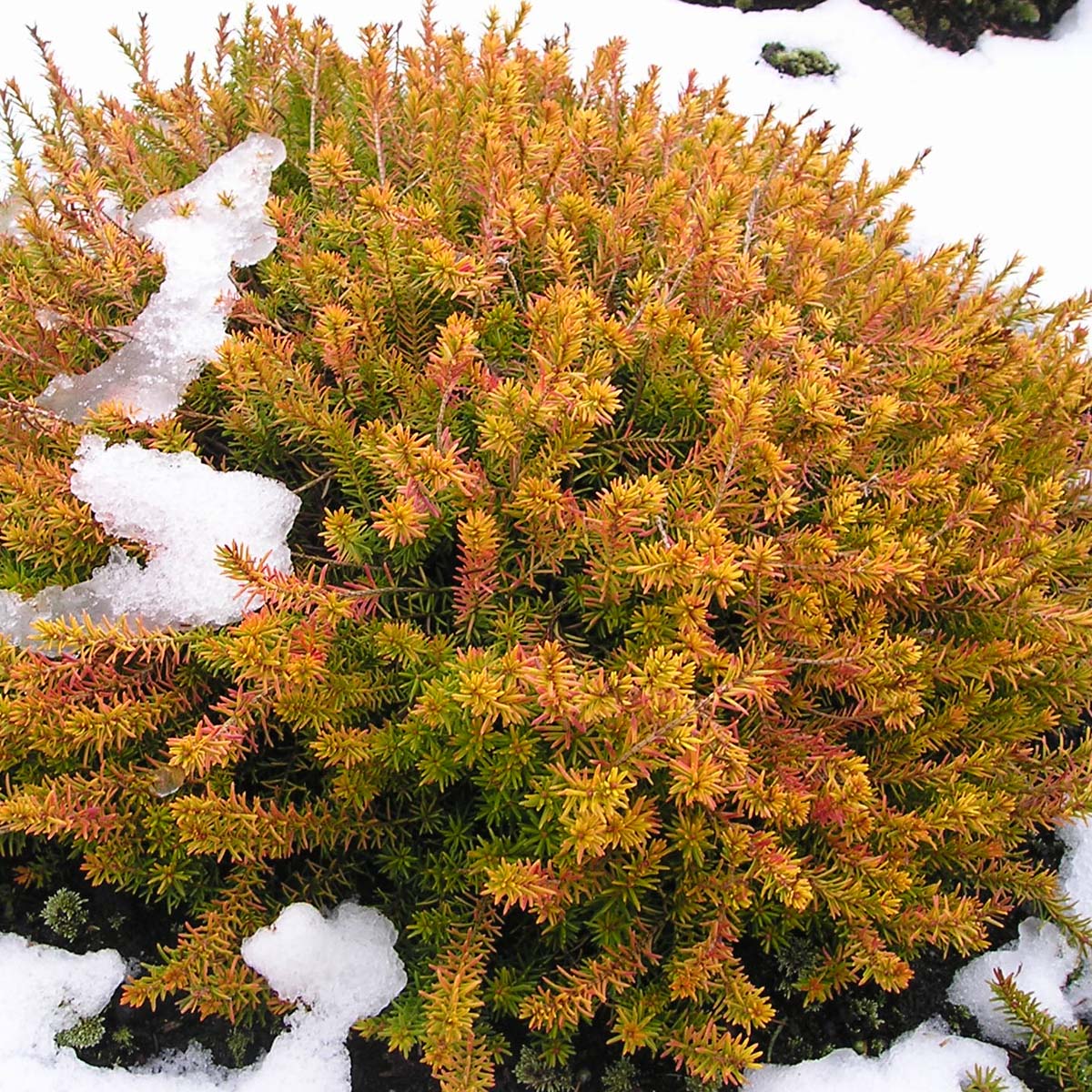 Bruyère des neiges -  Erica carnea Golden Starlet