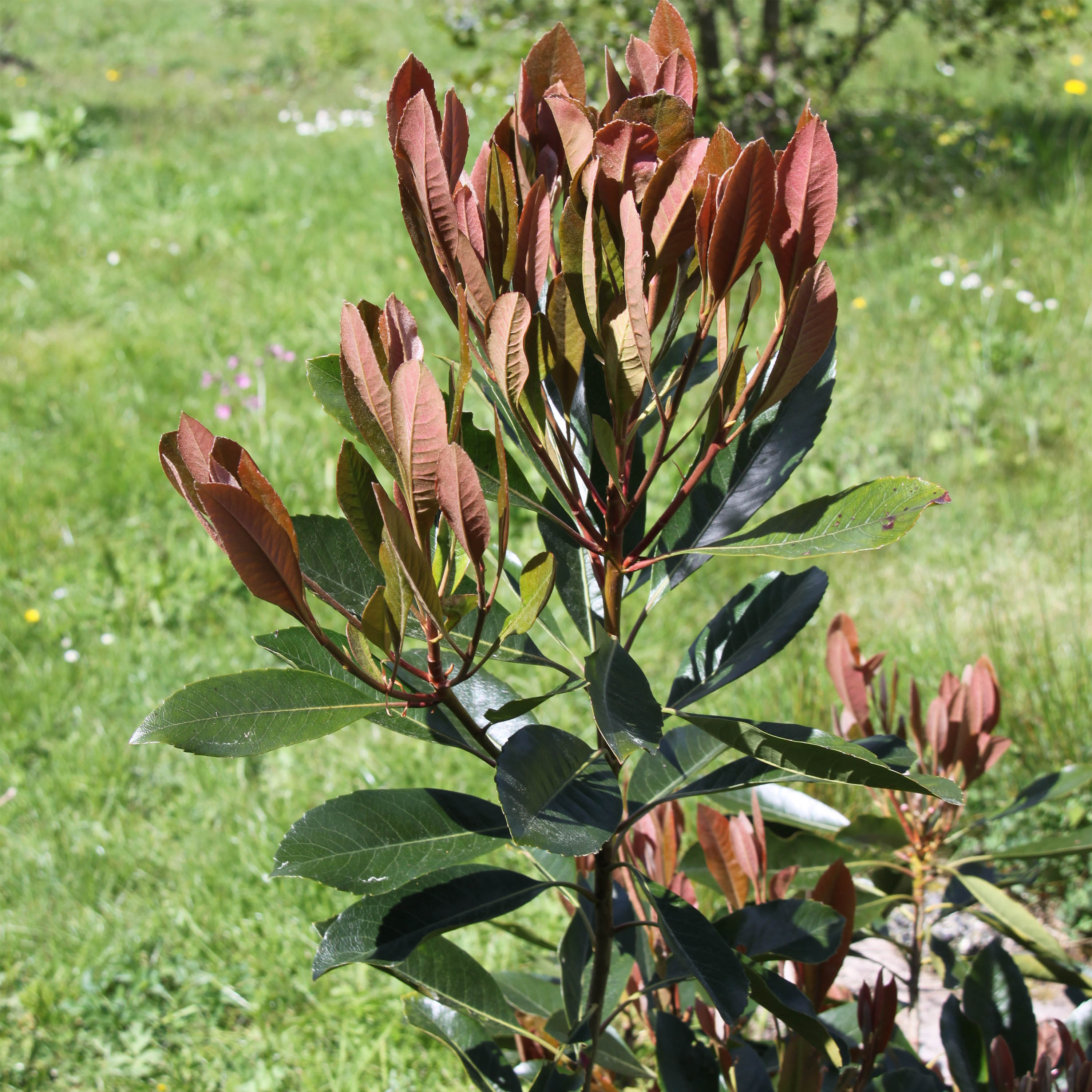 Rhaphiobotrya Coppertone - néflier hybride
