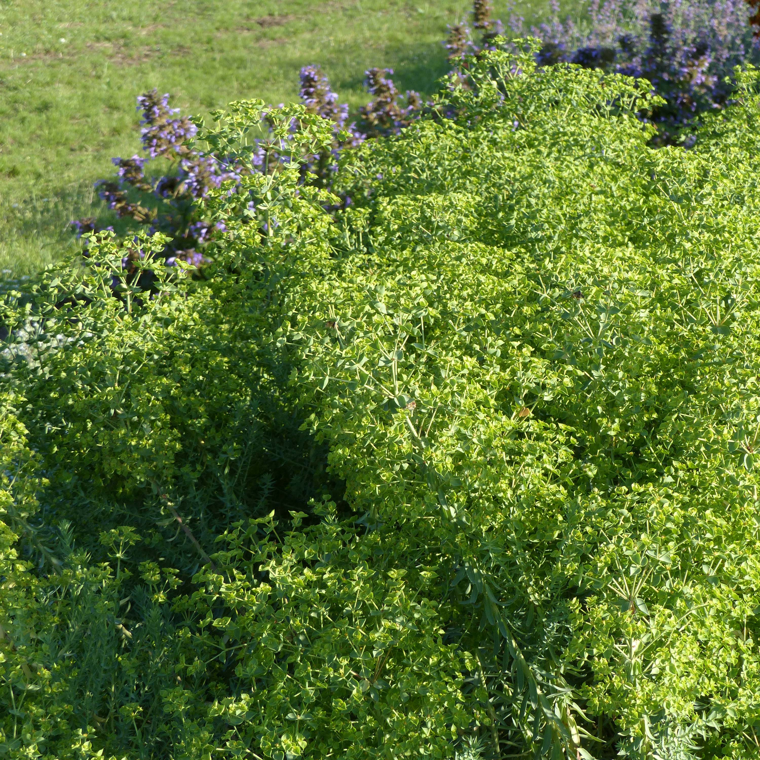 Euphorbia pithyusa Ponte Leccia - Euphorbe des Baléares