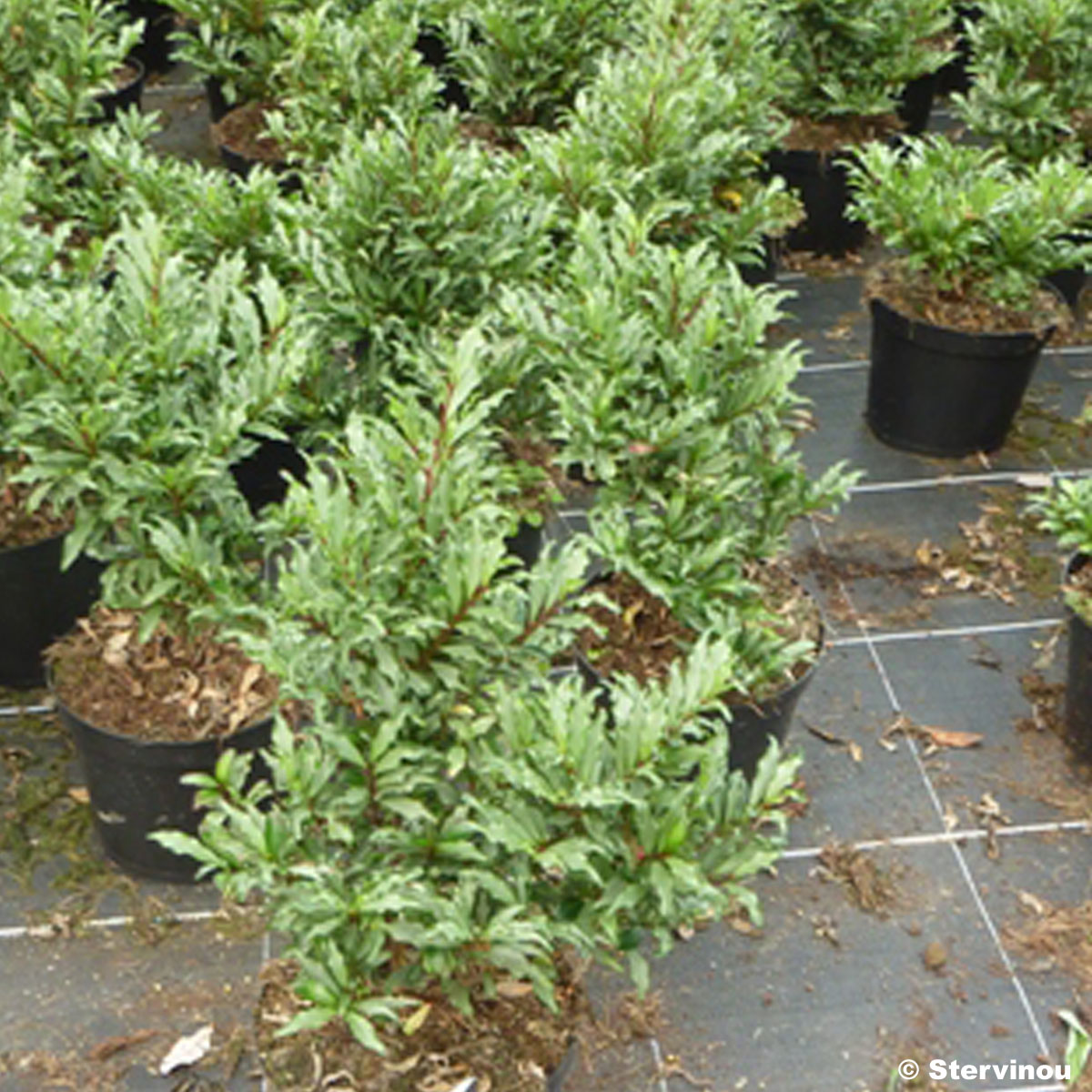 Eurya japonica Moutiers