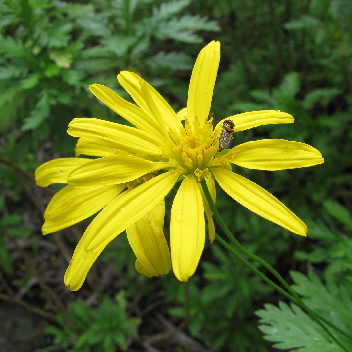 Euryops chrysanthemoides - Marguerite de la savane.