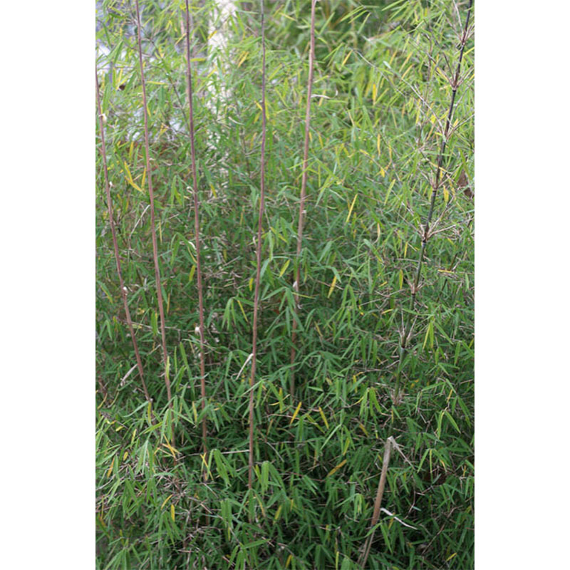 Fargesia angustissima - Bambou non traçant