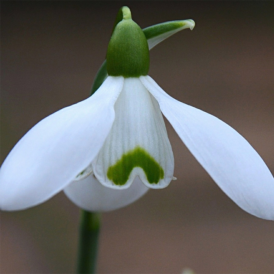 Perce-neige - Galanthus nivalis S. Arnott