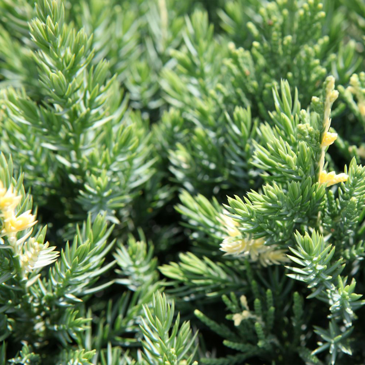 Genévrier rampant - Juniperus chinensis Expansa Variegata