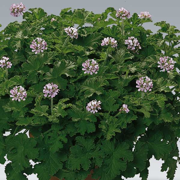 Pelargonium - Géranium parfumé Attar of Roses en pot