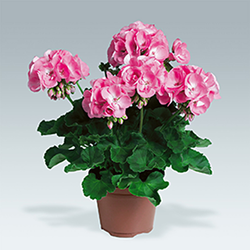 Pelargonium - Geranium zonale Candy Rose