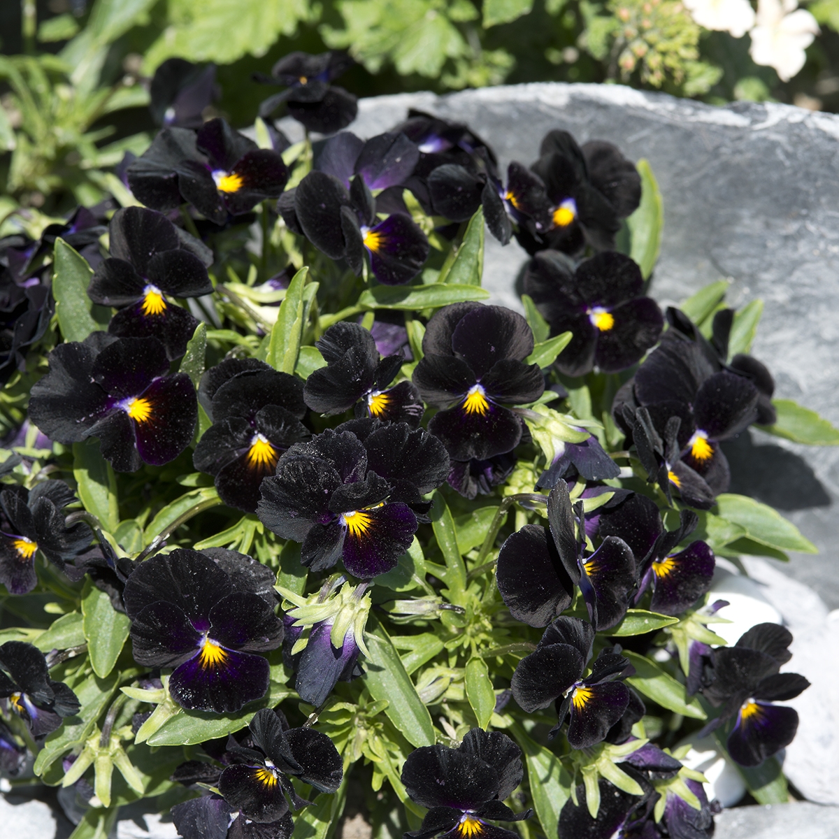 Graines de Viola Blacky noire (painted black)