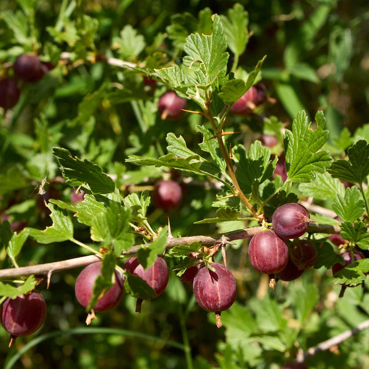 Groseillier à maquereau Freedonia - Ribes uva crispa livré en hauteur 10/20 cm en godet de 9cm
