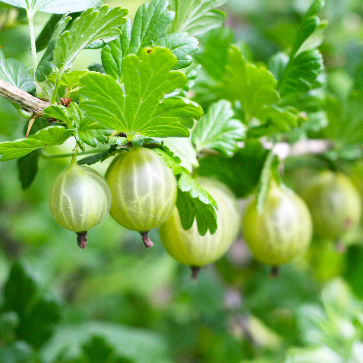 Groseillier à maquereau Invicta - Ribes uva crispa