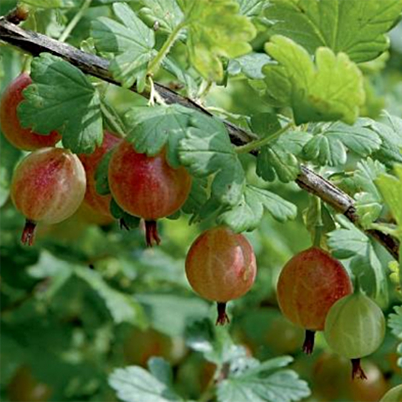 Groseillier à maquereaux Winham's Industry - Ribes uva crispa