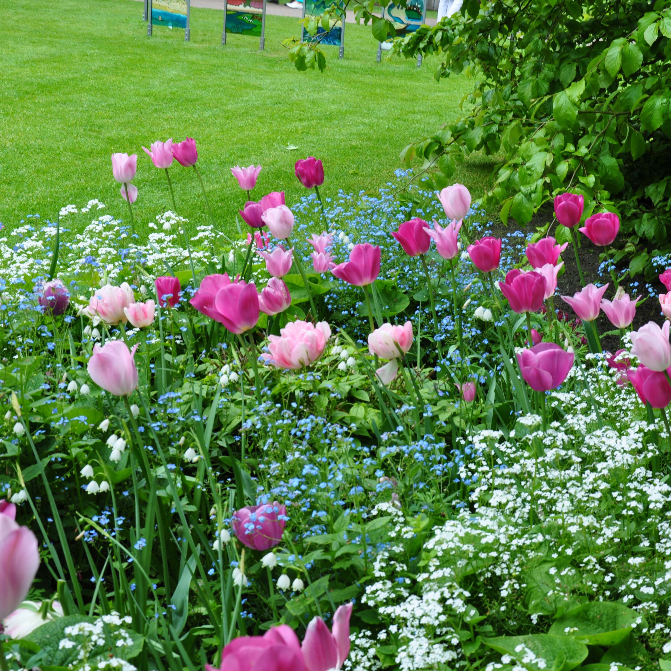 Harmonie de Tulipes roses