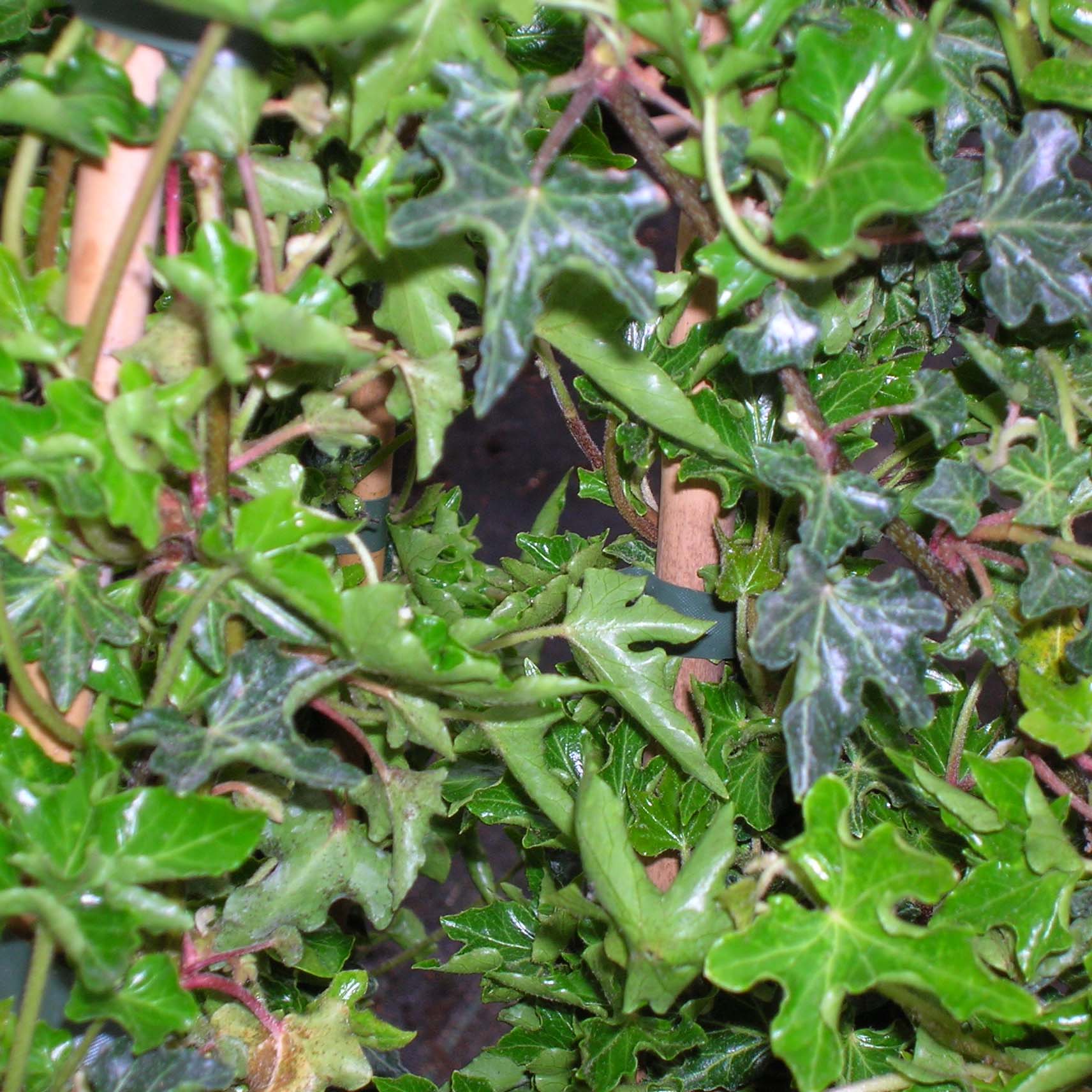 Lierre commun - Hedera helix Ivalace