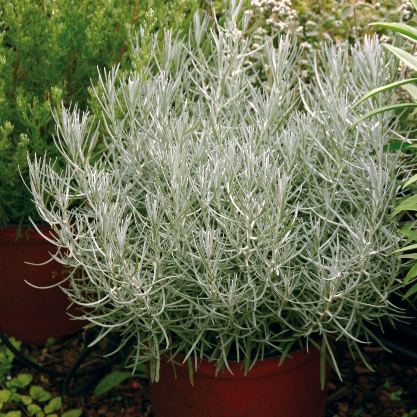 Helichrysum Plante à Curry BIO - Immortelle d'Italie