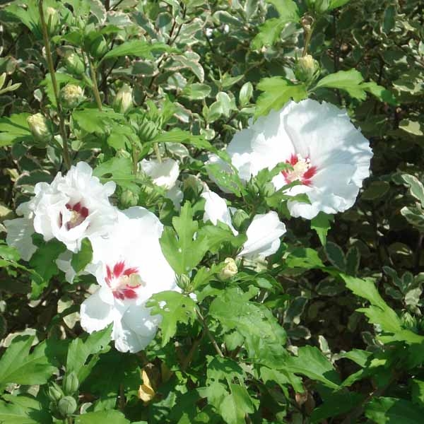 Hibiscus syriacus Sup'Heart - Althéa à grosses fleurs