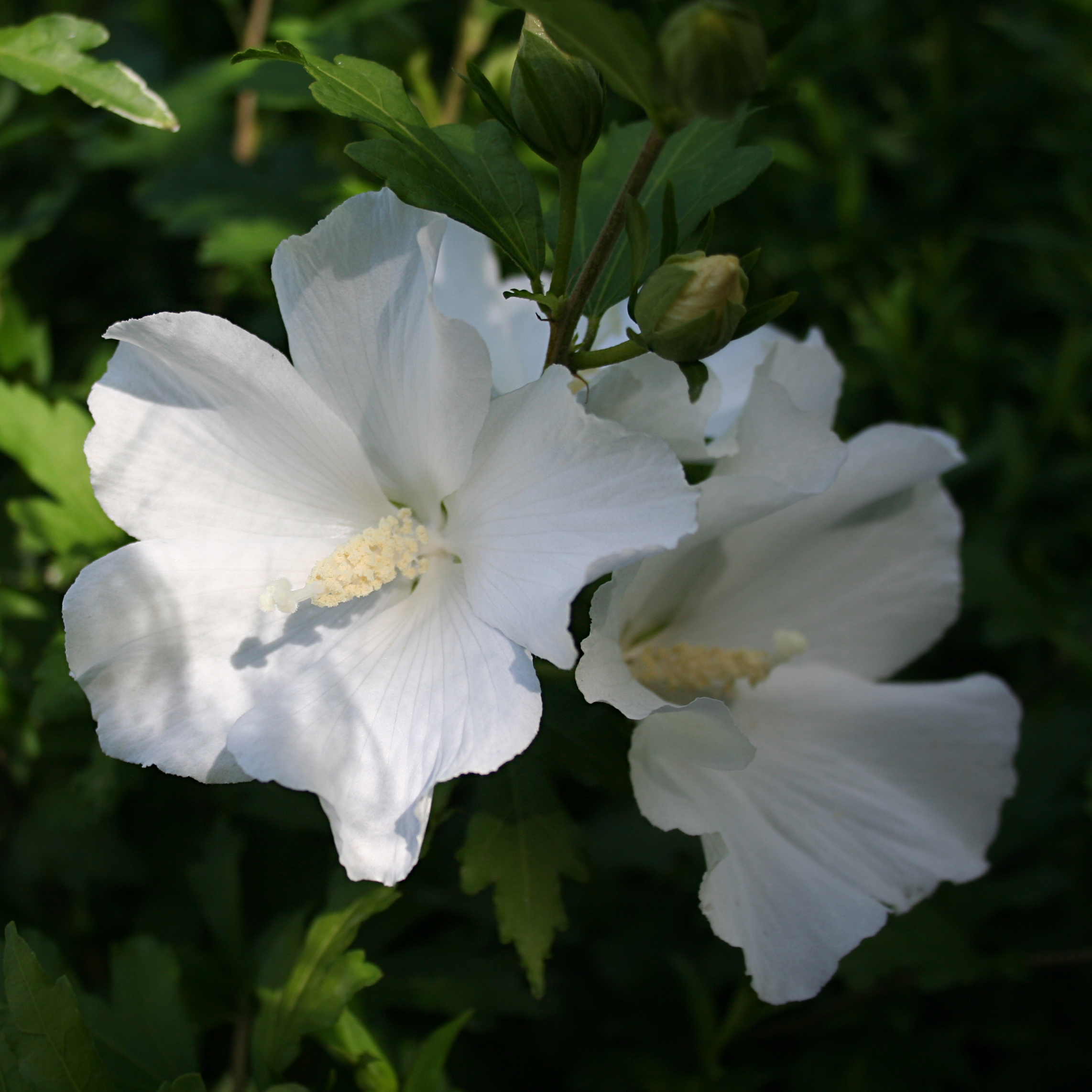 Hibiscus syriacus Eléonore - Althéa simple, blanc pur