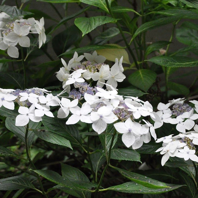 Hortensia macrophylla Lanarth White