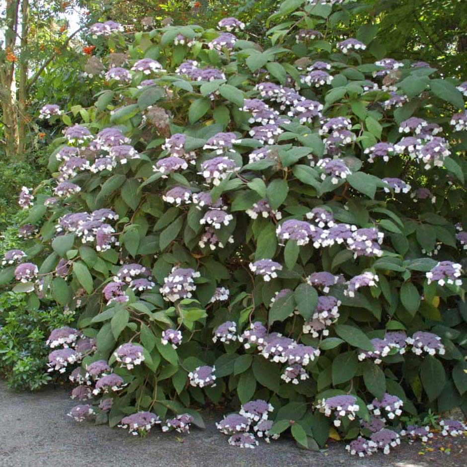 Hortensia - Hydrangea aspera Bellevue