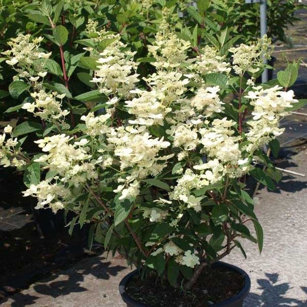 Hortensia - Hydrangea paniculata Early Sensation