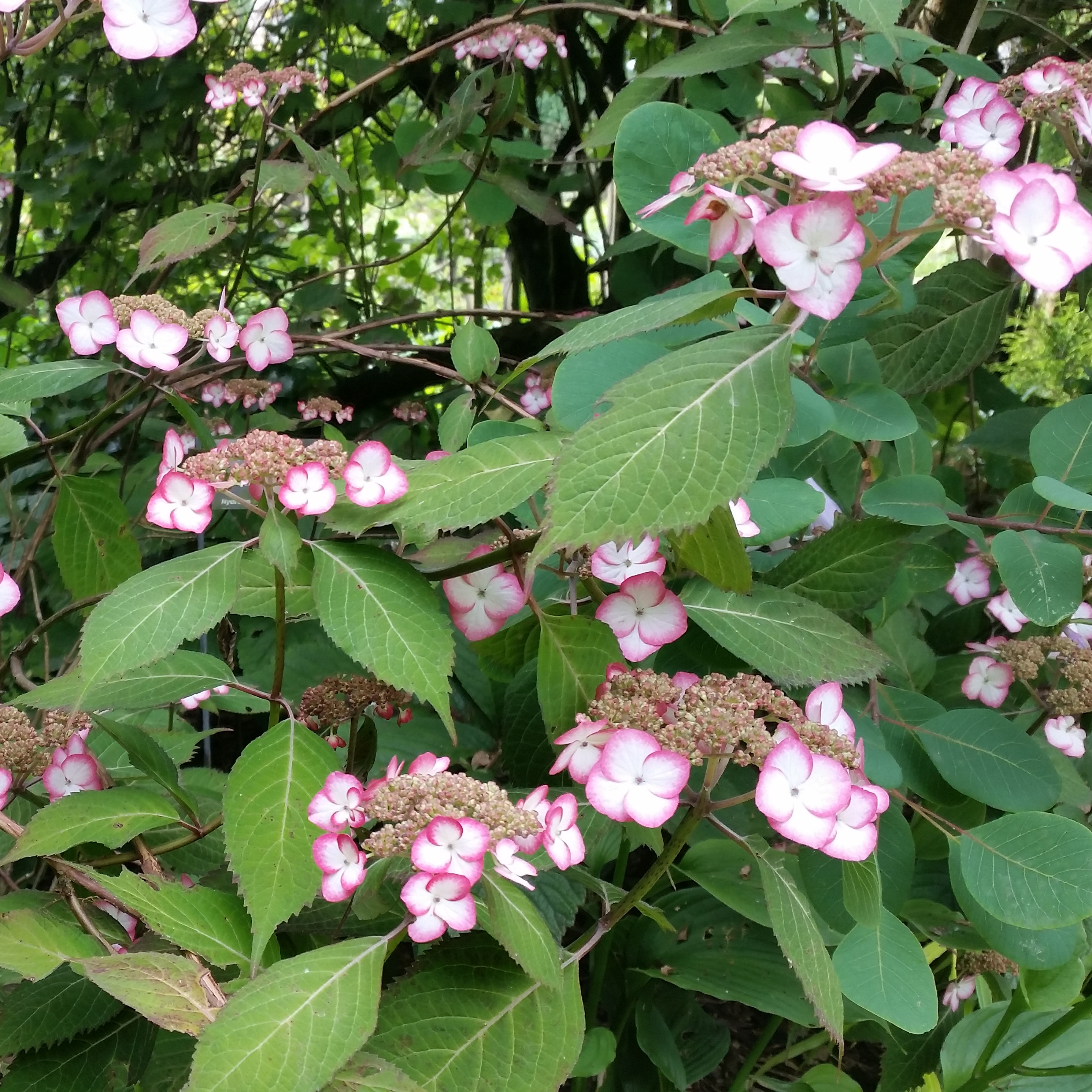 Hortensia - Hydrangea serrata Kiyosumi
