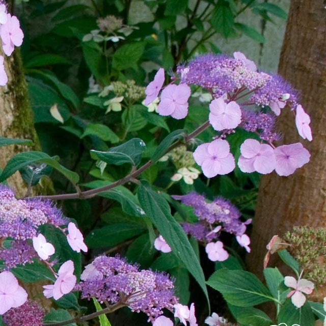 Hortensia - Hydrangea serrata Oamacha