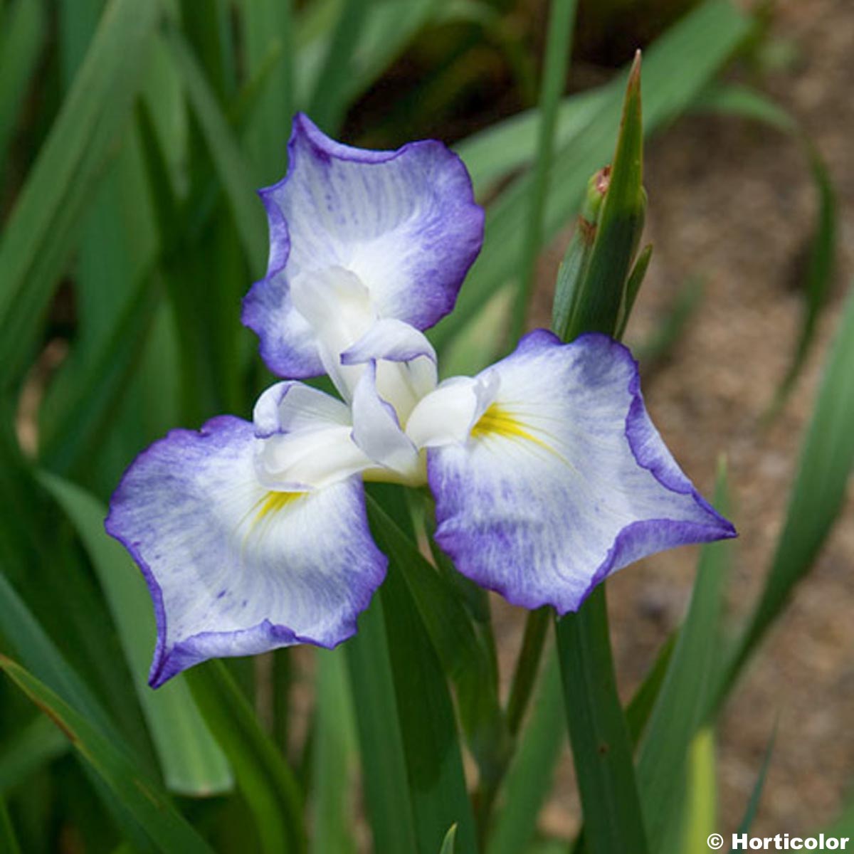 Iris du Japon - Iris ensata Gracieuse