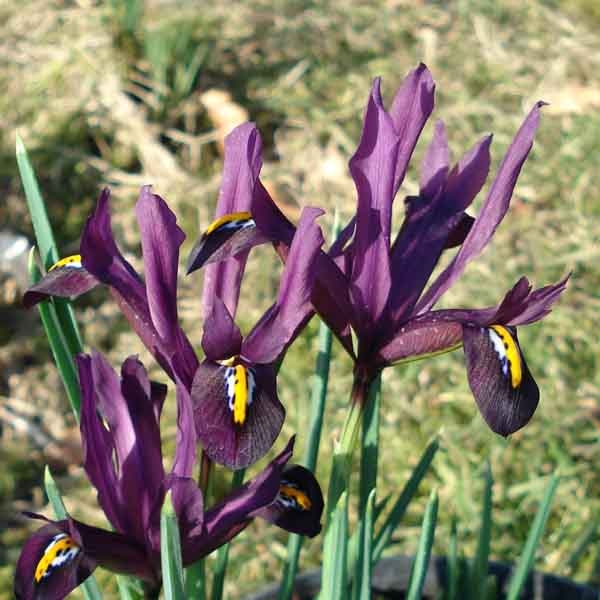 Iris reticulata Dijt