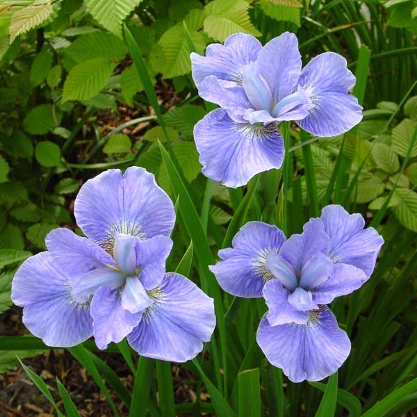 Iris de Sibérie - Iris sibirica Dear Delight