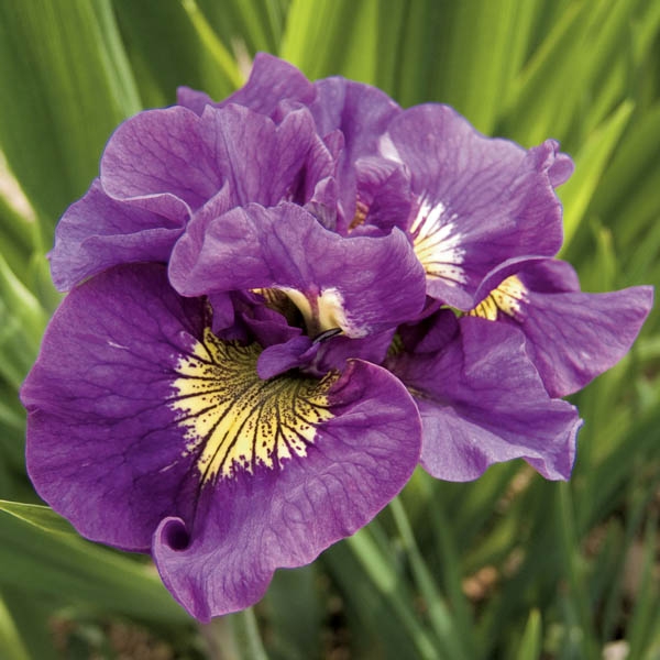 Iris de Sibérie - Iris sibirica Double Standard