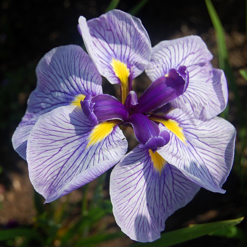 Iris ensata Activity - Iris du japon à grandes fleurs