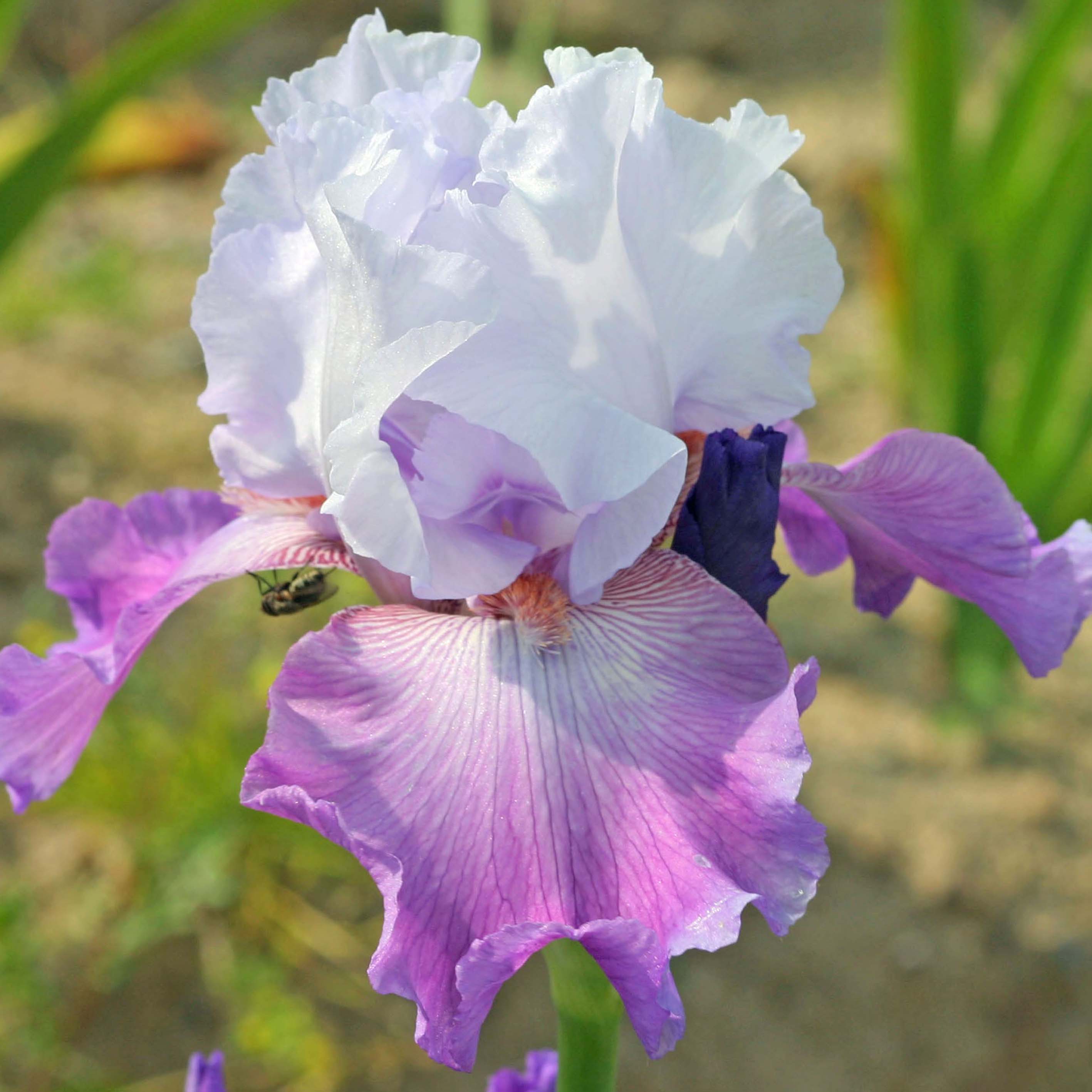 Iris germanica Carl and Sissy - Iris des Jardins