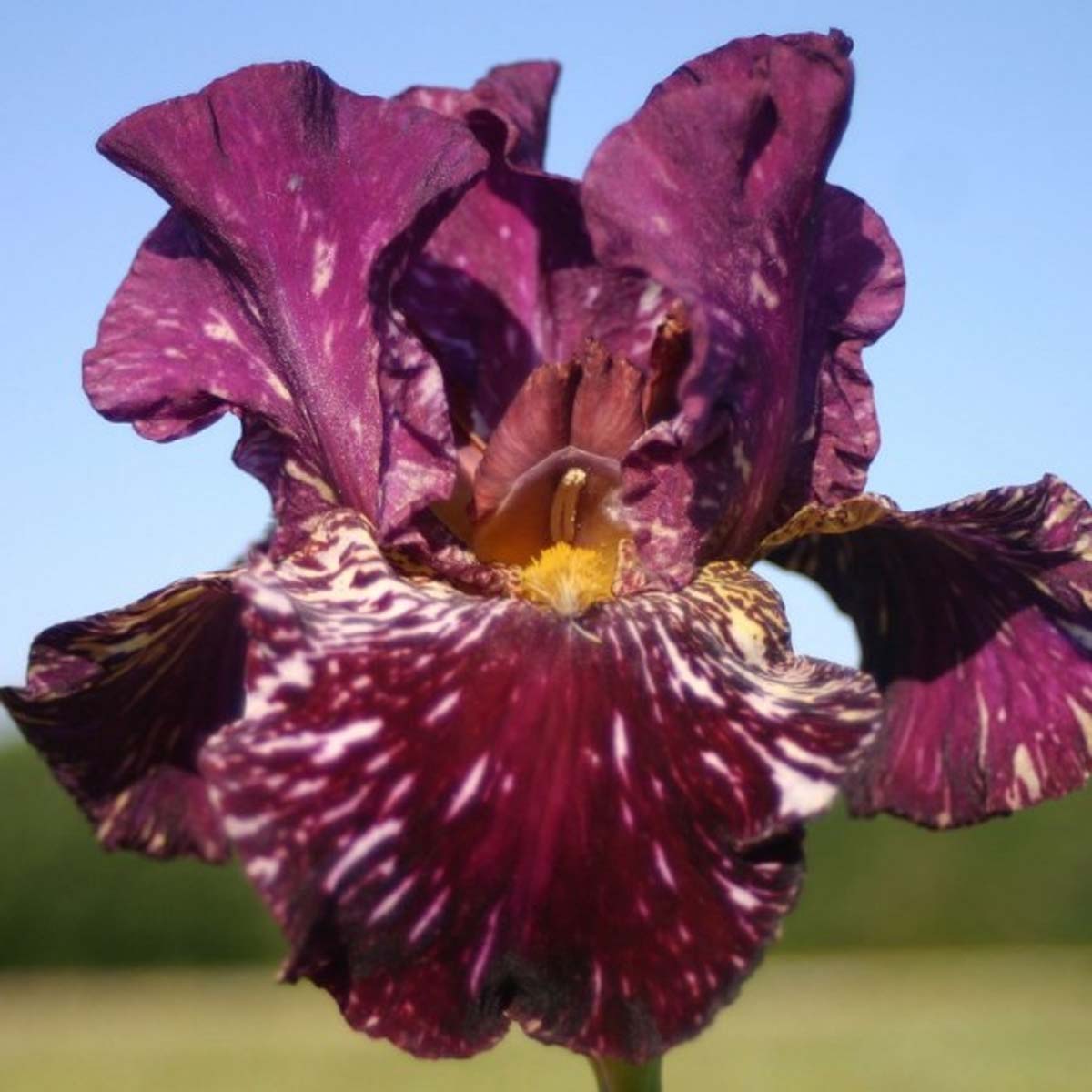 Iris germanica Kinkajou Shrew