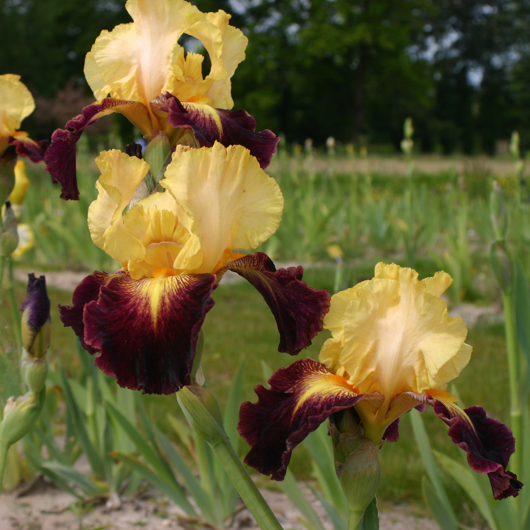 Iris germanica Let's Boogie - Iris des Jardins