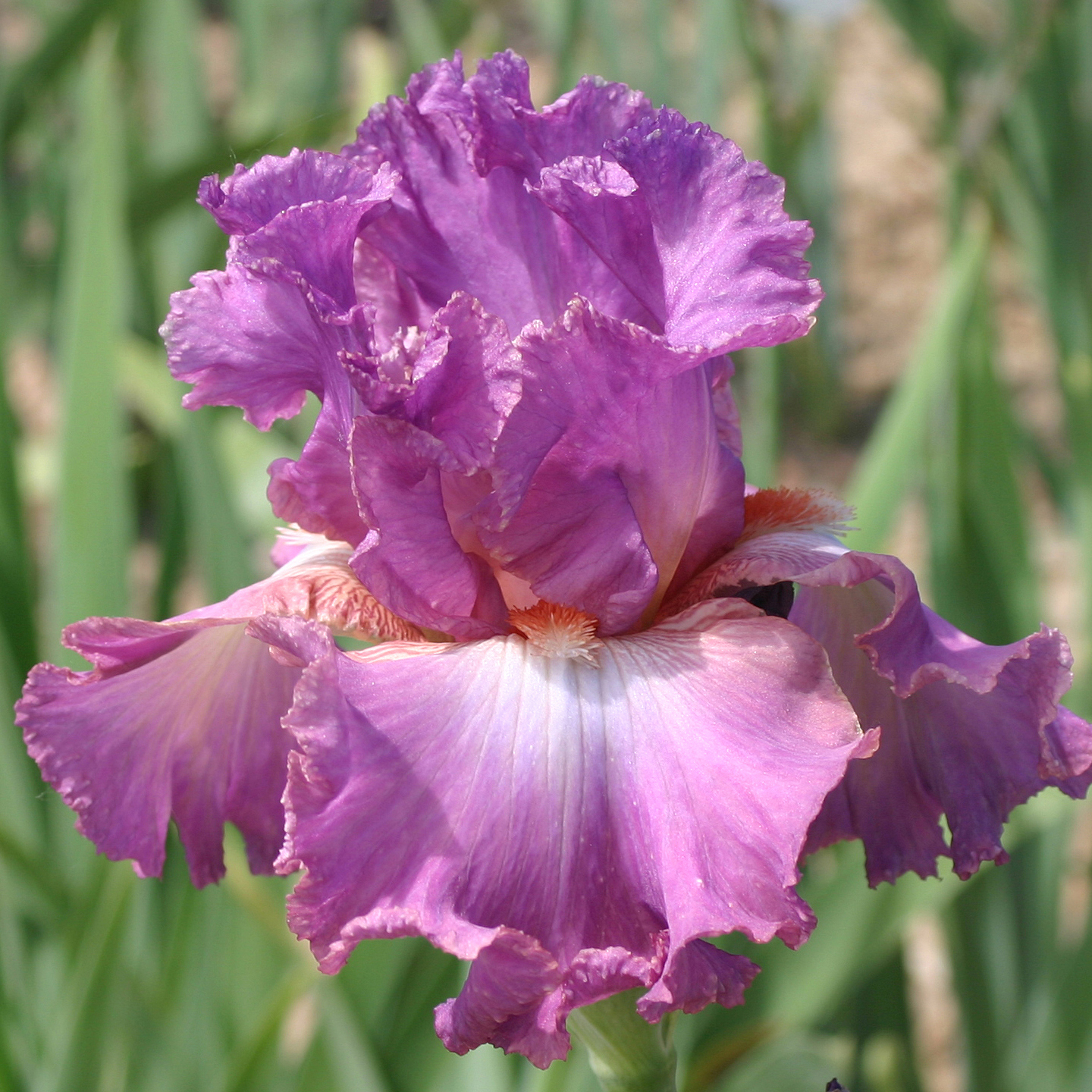 Iris germanica Mallow dramatic - Iris des Jardins