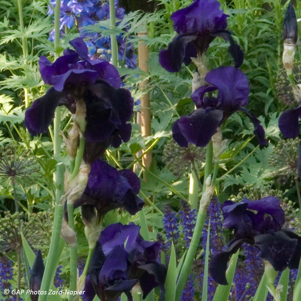 Iris germanica Old Black Magic