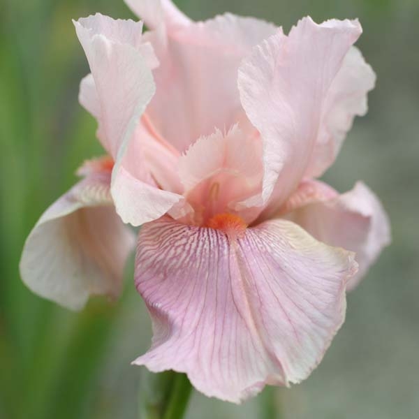 Iris germanica Blushing Pink