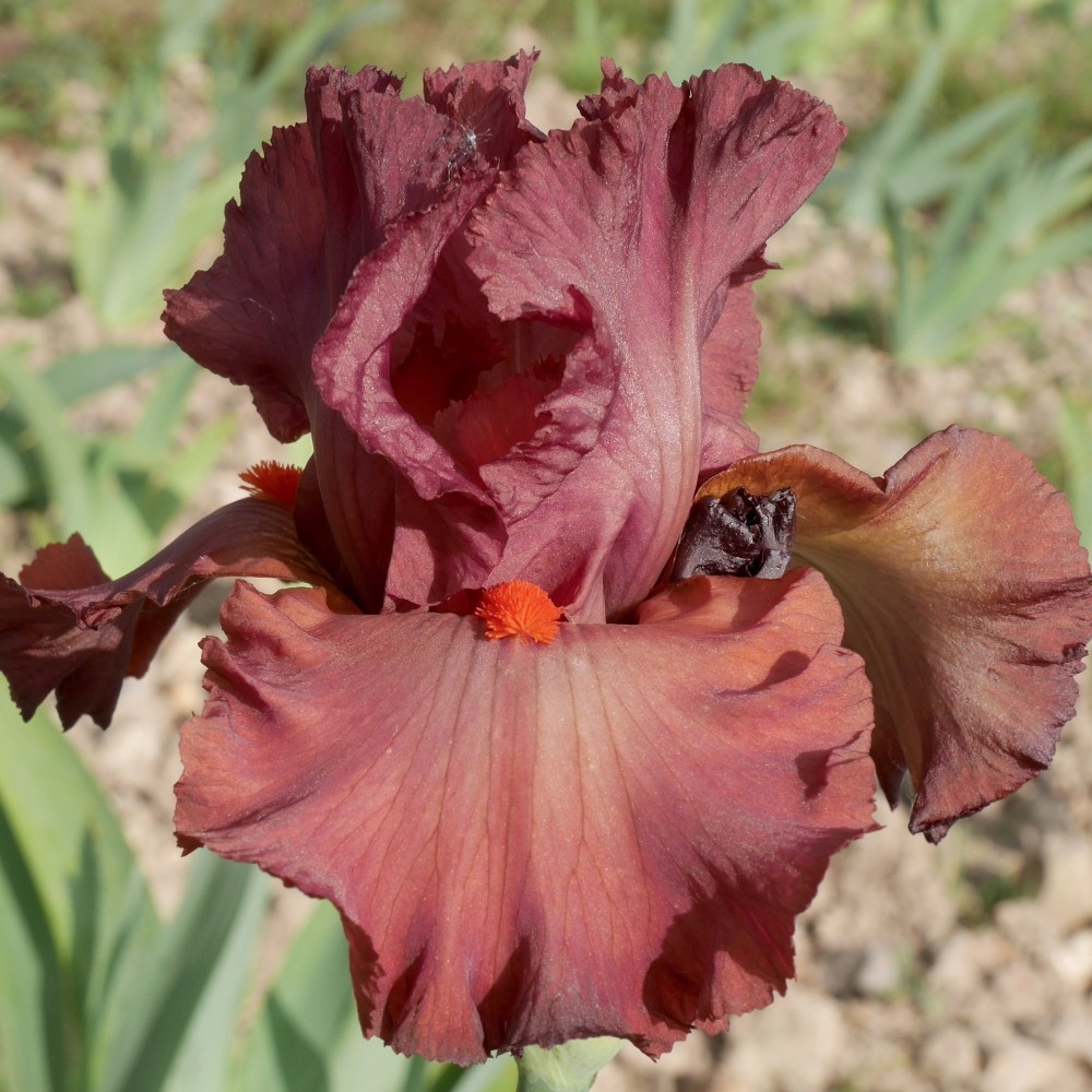 Iris germanica Rouge de Plaisir - Iris des Jardins