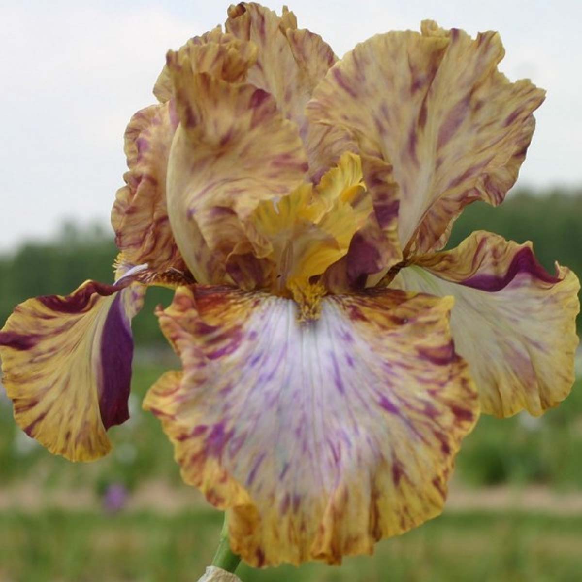 Iris germanica Toucan Tango