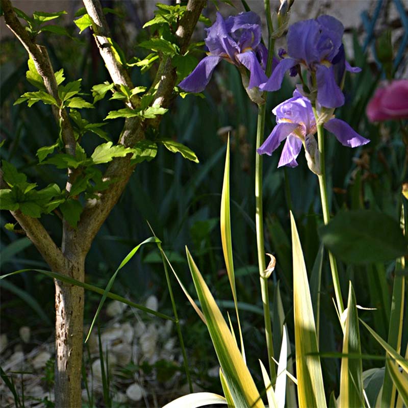 Iris pallida Variegata - Iris pâle panaché de jaune.