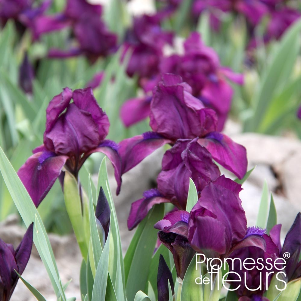 Iris pumila Cherry Garden - Iris des Jardins nain