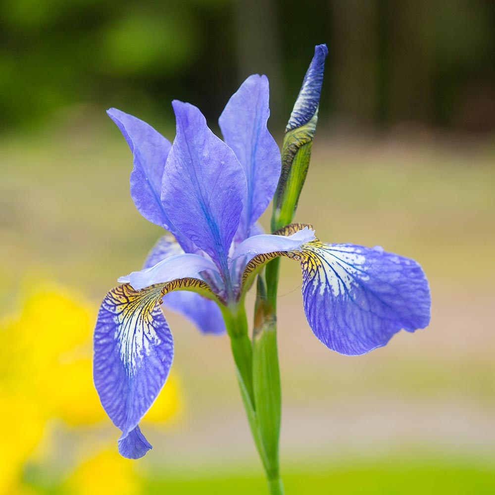 Iris de Sibérie - Iris sibirica Blue Moon