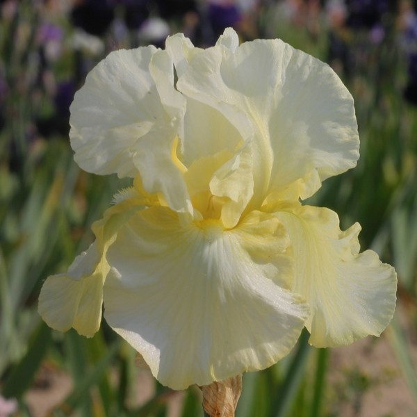 Iris germanica Total Recall