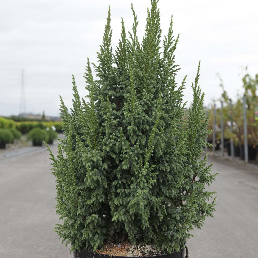Genévrier écailleux - Juniperus squamata Loderi