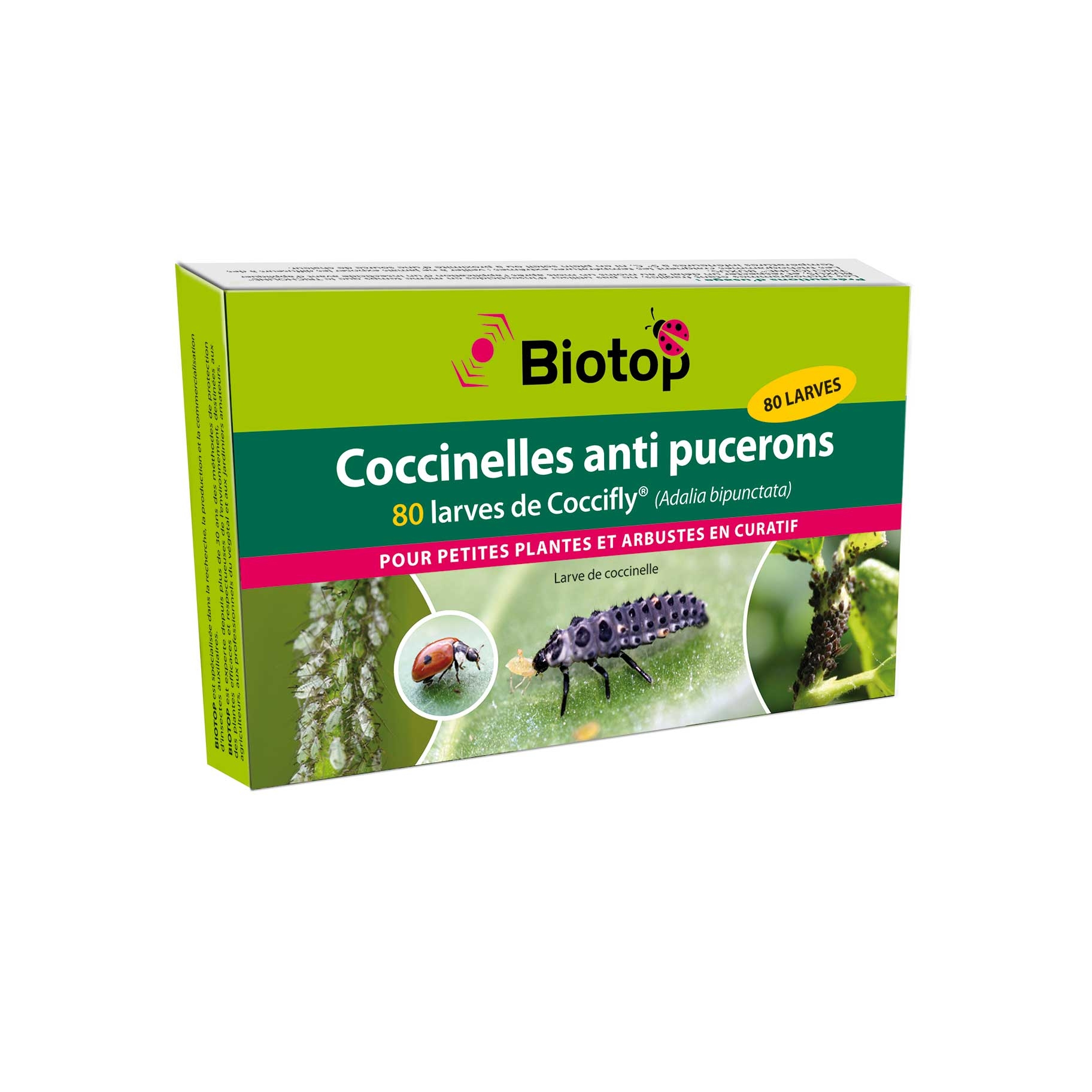 Larves de coccinelles Coccifly Biotop contre les pucerons sur arbustes boîte de 80
