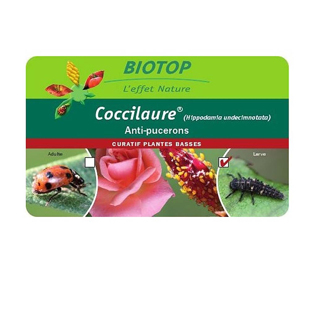 Larves de coccinelles Coccilaure Biotop contre les pucerons sur plantes basses boîte de 250